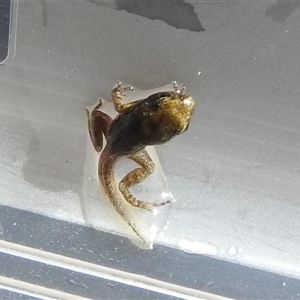 Crinia sp. (genus) at Kambah, ACT - 18 Nov 2024