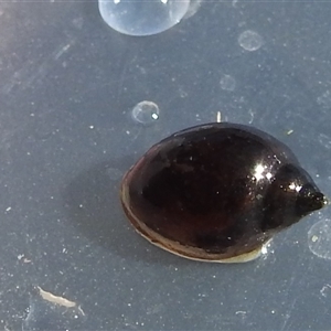 Glyptophysa novaehollandica at Kambah, ACT by HelenCross