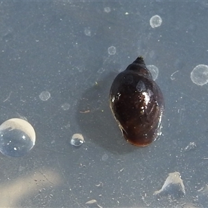 Glyptophysa novaehollandica at Kambah, ACT - 18 Nov 2024