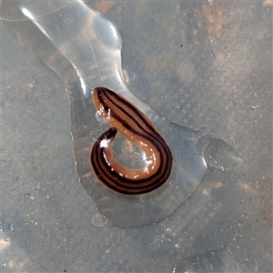 Anzoplana trilineata (A Flatworm) at Kambah, ACT by HelenCross