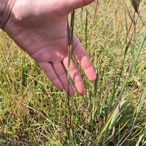 Themeda triandra at Tarago, NSW - 19 Nov 2024 04:38 PM