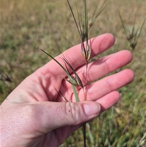 Themeda triandra at Tarago, NSW - 19 Nov 2024 04:38 PM