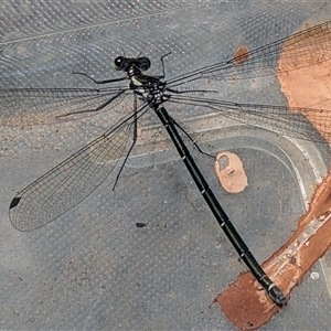 Austroargiolestes icteromelas (Common Flatwing) at Kambah, ACT by HelenCross