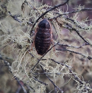 Calolampra sp. (genus) at Bungendore, NSW - 19 Nov 2024