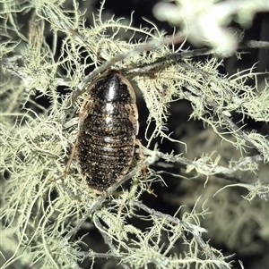 Calolampra sp. (genus) at Bungendore, NSW - 19 Nov 2024