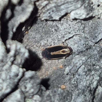 Unidentified Cockroach (Blattodea, several families) at Bungendore, NSW - 19 Nov 2024 by clarehoneydove