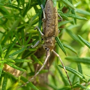 Acalolepta sp. at Penrose, NSW by Aussiegall