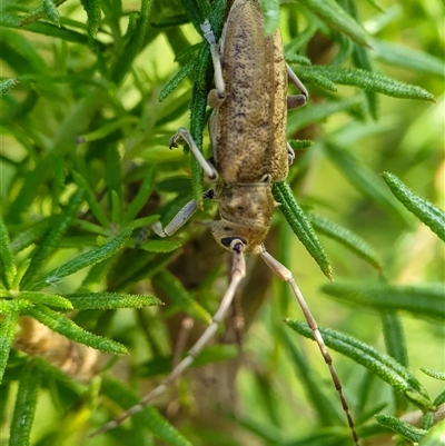 Acalolepta sp. by Aussiegall