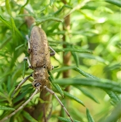 Acalolepta sp. (genus) at Penrose, NSW - suppressed