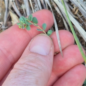 Euphorbia dallachyana at suppressed - 15 Nov 2024