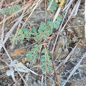 Euphorbia dallachyana at suppressed - 15 Nov 2024