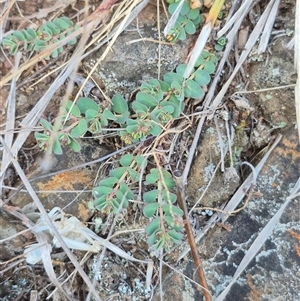 Euphorbia dallachyana at suppressed - 15 Nov 2024