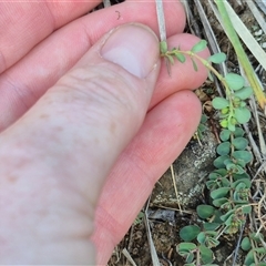 Euphorbia dallachyana at suppressed - 15 Nov 2024