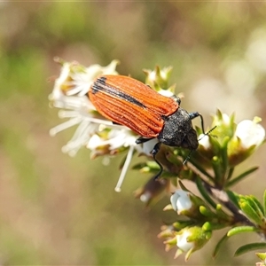 Castiarina erythroptera at Penrose, NSW - 18 Nov 2024