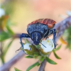 Castiarina erythroptera at Penrose, NSW - 18 Nov 2024