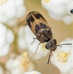 Unidentified Beetle (Coleoptera) at Bungonia, NSW - 17 Nov 2024 by Aussiegall