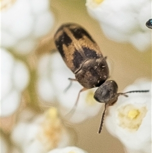 Mordellidae (family) at Bungonia, NSW - 17 Nov 2024