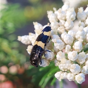 Castiarina bifasciata at Penrose, NSW - 18 Nov 2024