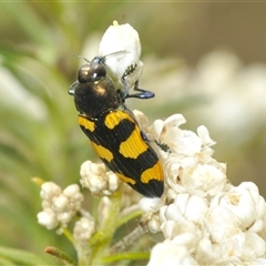 Castiarina imitator (A jewel beetle) at Bungonia, NSW - 16 Nov 2024 by Harrisi