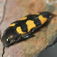 Castiarina imitator at Bungonia, NSW - 17 Nov 2024