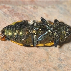 Castiarina imitator at Bungonia, NSW - 17 Nov 2024