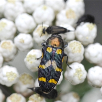 Castiarina oblita (a jewel beetle) at Bungonia, NSW - 16 Nov 2024 by Harrisi