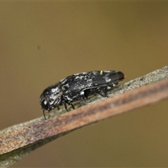 Diphucrania sp. (genus) (Jewel Beetle) at Bungonia, NSW - 17 Nov 2024 by Harrisi