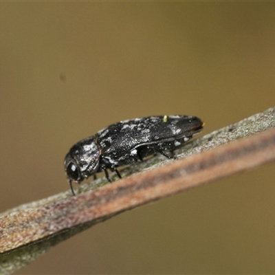 Diphucrania sp. (genus) (Jewel Beetle) at Bungonia, NSW - 17 Nov 2024 by Harrisi