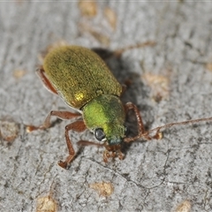 Edusella sp. (genus) at Gundary, NSW - 13 May 2024 by Harrisi