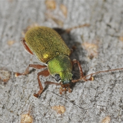 Edusella sp. (genus) at Gundary, NSW - 13 May 2024 by Harrisi