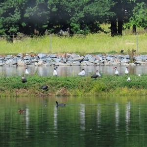 Hydroprogne caspia (Caspian Tern) at Fyshwick, ACT by RodDeb