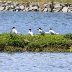 Hydroprogne caspia at Fyshwick, ACT - 19 Nov 2024