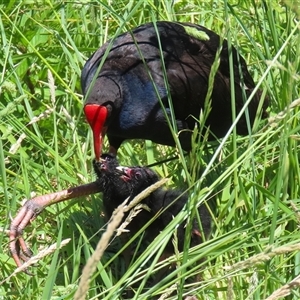 Porphyrio melanotus (Australasian Swamphen) at Fyshwick, ACT by RodDeb