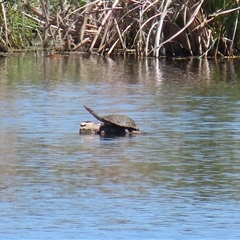 Chelodina longicollis (Eastern Long-necked Turtle) at Fyshwick, ACT - 19 Nov 2024 by RodDeb