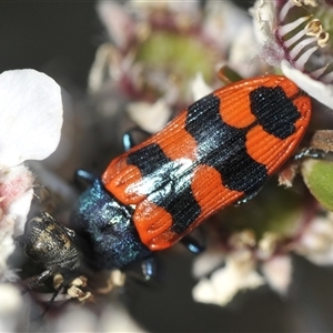 Castiarina crenata at Denman Prospect, ACT - 19 Nov 2024