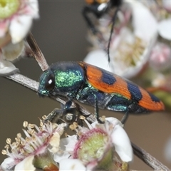 Castiarina crenata at Denman Prospect, ACT - 19 Nov 2024