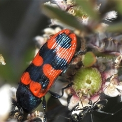 Castiarina crenata at Denman Prospect, ACT - 19 Nov 2024