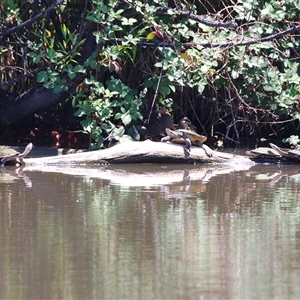 Emydura macquarii (Macquarie Turtle) at Fyshwick, ACT by RodDeb