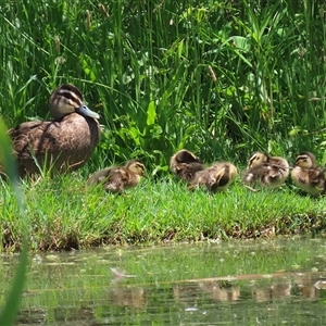 Anas superciliosa (Pacific Black Duck) at Fyshwick, ACT by RodDeb