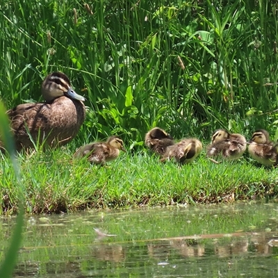 Anas superciliosa (Pacific Black Duck) at Fyshwick, ACT - 19 Nov 2024 by RodDeb