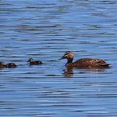 Anas superciliosa at Fyshwick, ACT - 19 Nov 2024