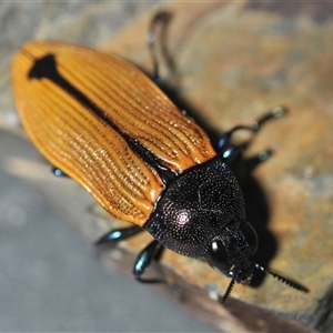 Castiarina subpura at Denman Prospect, ACT - 19 Nov 2024 03:51 PM