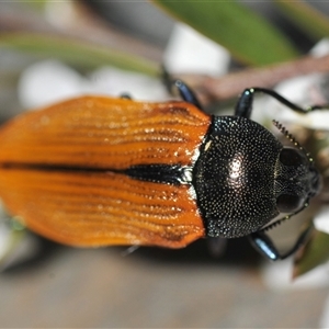 Castiarina subpura at Denman Prospect, ACT - 19 Nov 2024 03:51 PM