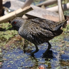 Porzana fluminea (Australian Spotted Crake) at Fyshwick, ACT - 19 Nov 2024 by RodDeb