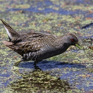 Porzana fluminea at Fyshwick, ACT - 19 Nov 2024