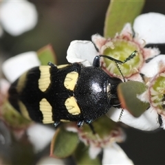 Castiarina australasiae at Denman Prospect, ACT - 19 Nov 2024 by Harrisi