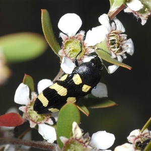 Castiarina australasiae at Denman Prospect, ACT - 19 Nov 2024