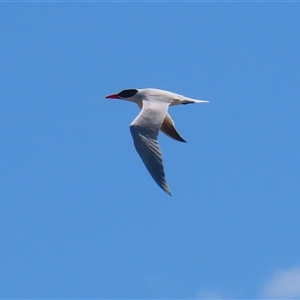 Hydroprogne caspia (Caspian Tern) at Fyshwick, ACT by RodDeb