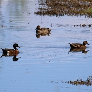 Anas castanea (Chestnut Teal) at Fyshwick, ACT by RodDeb