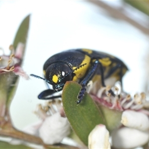 Castiarina octospilota at Denman Prospect, ACT - 19 Nov 2024